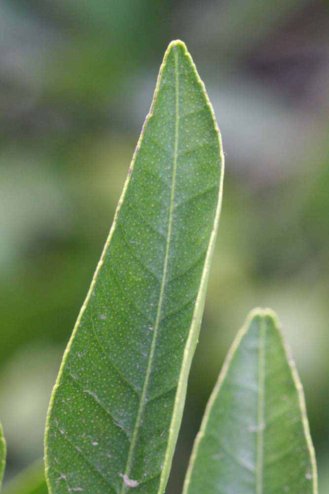              Margin (Riverside, CA)       